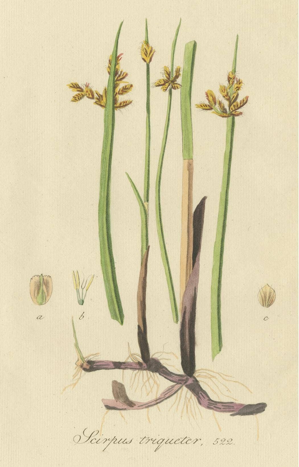 Antique Botany Print of Schoenoplectus Triqueter by Sepp, 1830