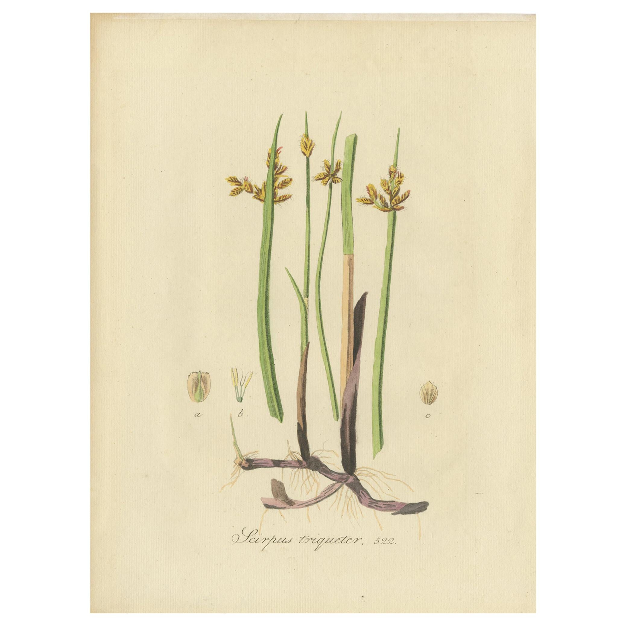 Impression botanique ancienne d'un triquet d'écoliers d' Schoenoplectus par Sepp, 1830