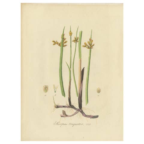 Antique Botany Print of Schoenoplectus Triqueter by Sepp, 1830