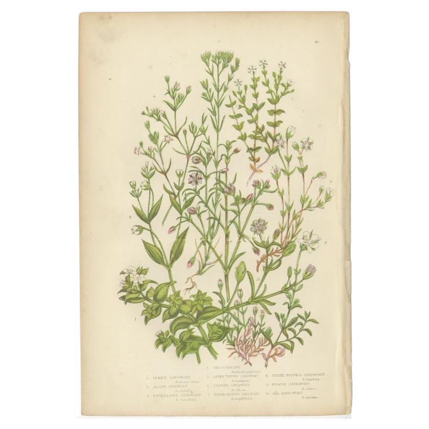 Antiker antiker Botanikdruck von Seepurslane, um 1860