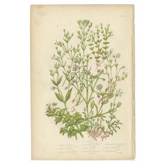 Antique Botany Print of Sea Purslane, c.1860
