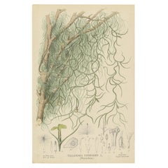 Antique Botany Print of Spanish Moss '1877'