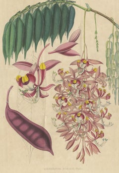 Antique Botany Print of the Amherstia Nobilis by Van Houtte, 1849