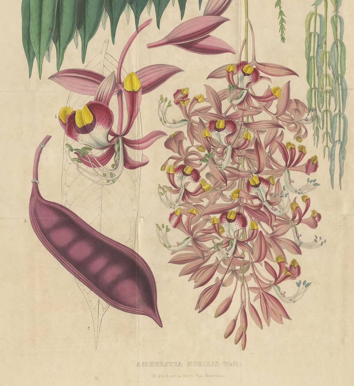 Antique Botany Print of the Amherstia Nobilis by Van Houtte, 1849