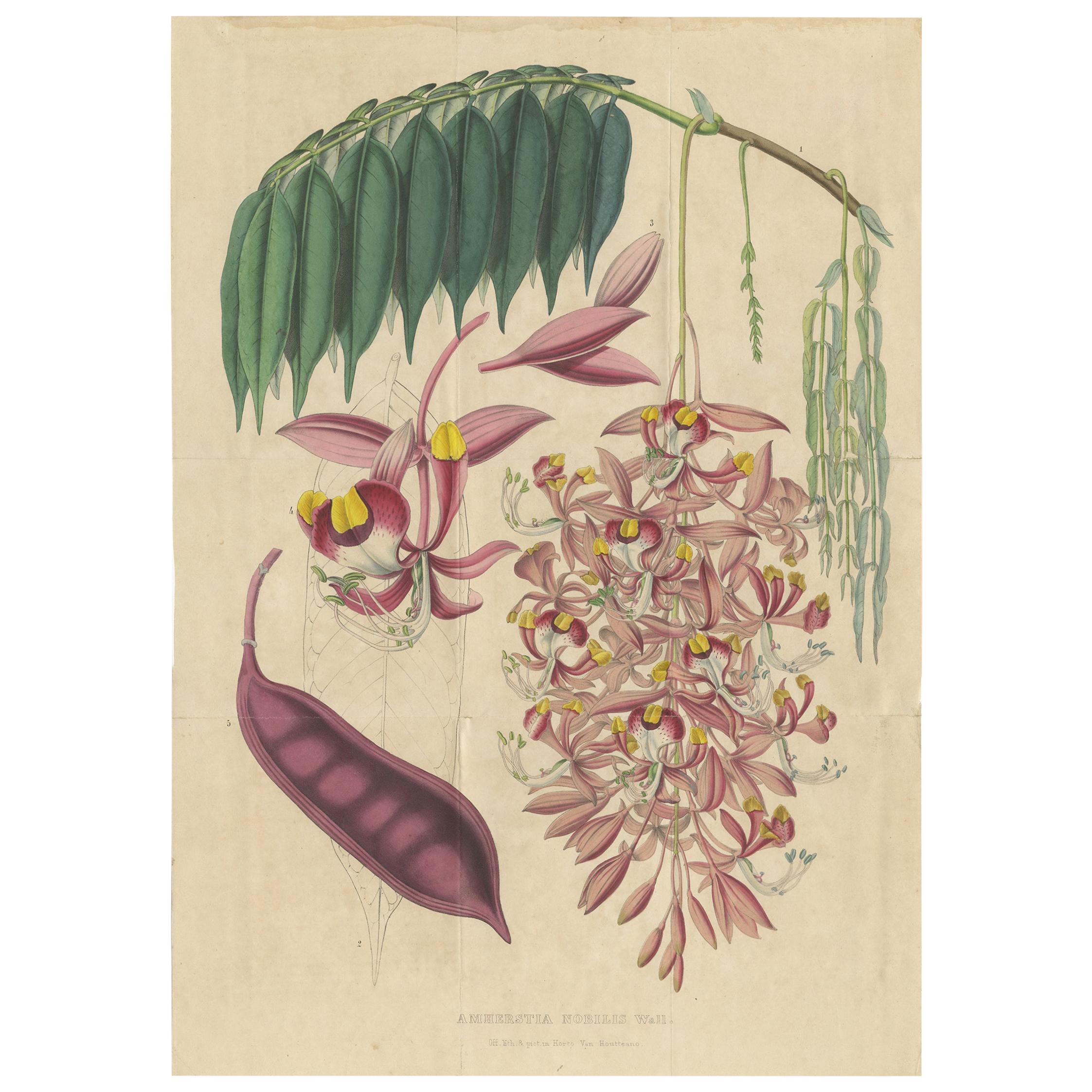 Impression botanique ancienne de l'Amherstia Nobilis par Van Houtte, 1849