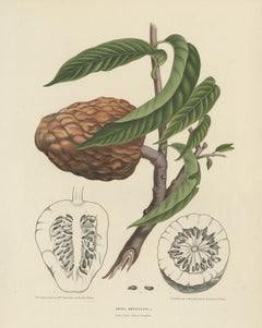 Annona Reticulata – Custard Apple Botanical Lithograph c.1864