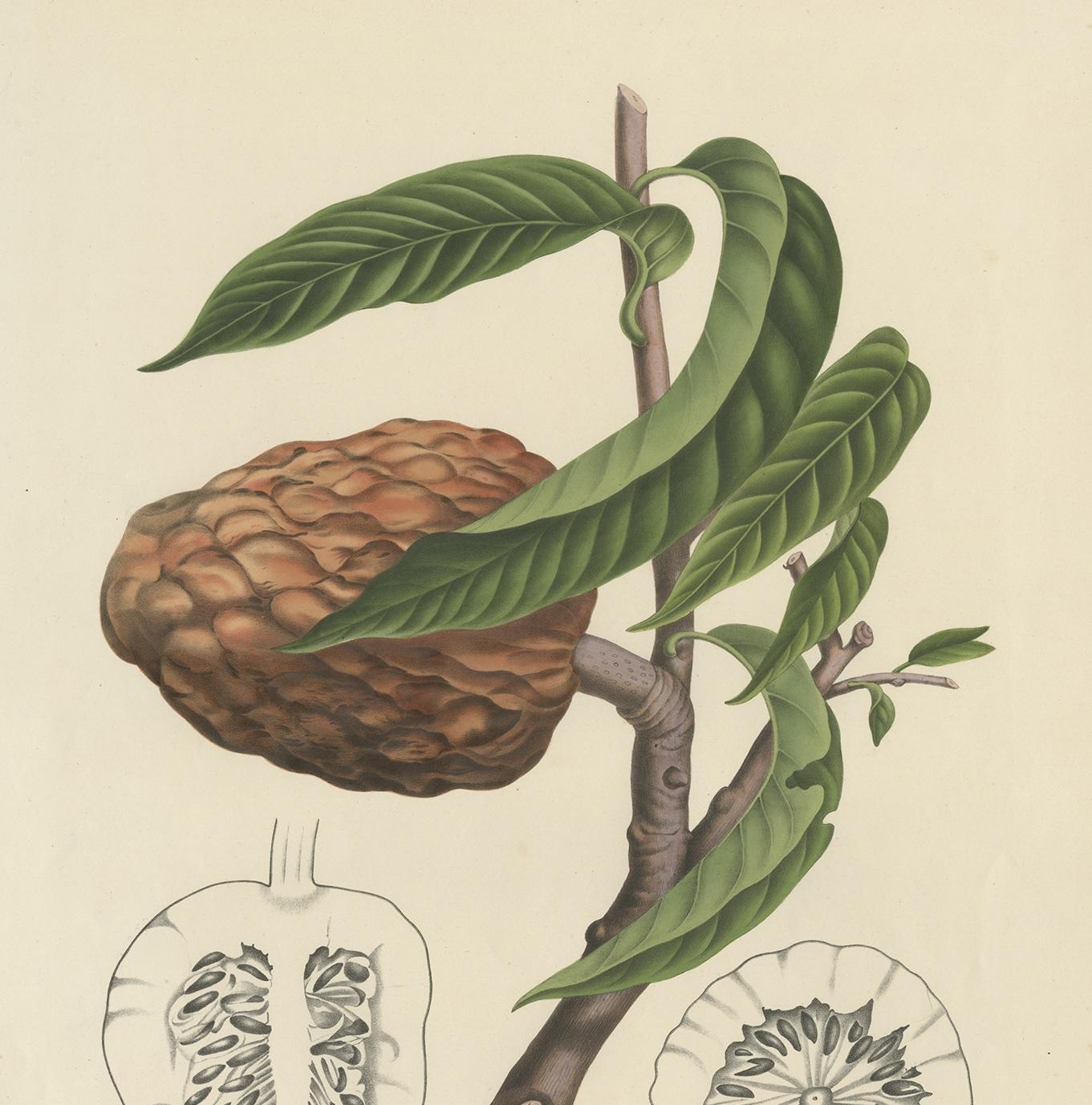 Impresión botánica antigua de la Annona Reticulata por Van Nooten, hacia 1875 en Bueno estado para la venta en Langweer, NL