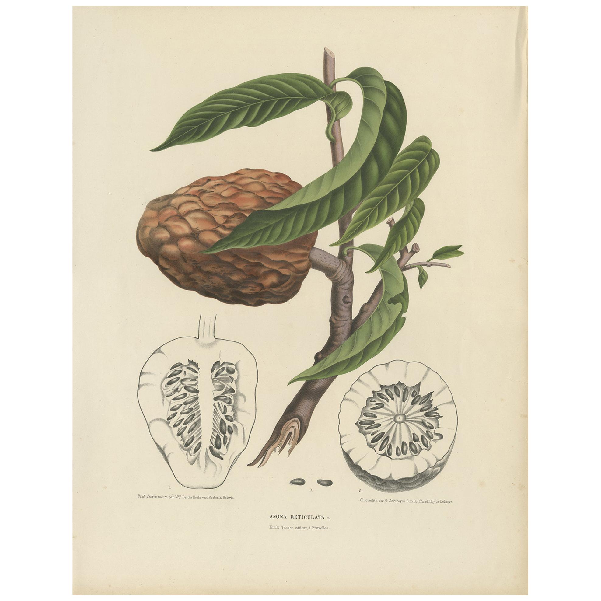 Impresión botánica antigua de la Annona Reticulata por Van Nooten, hacia 1875 en venta