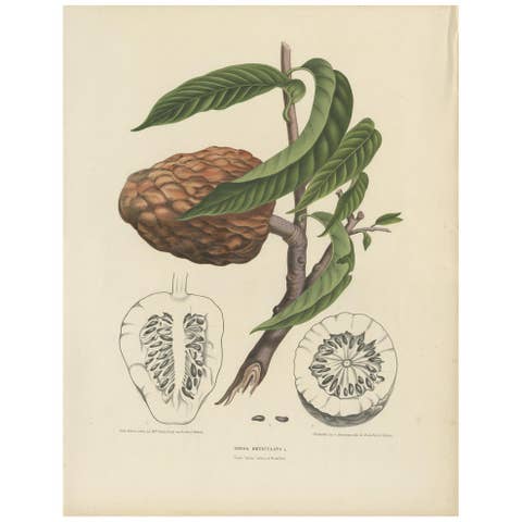 Annona Reticulata – Custard Apple Botanical Lithograph c.1864