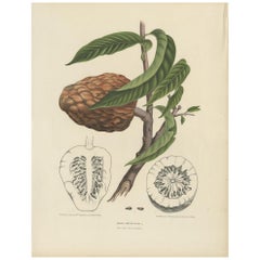Antique Botany Print of the Annona Reticulata by Van Nooten, circa 1875