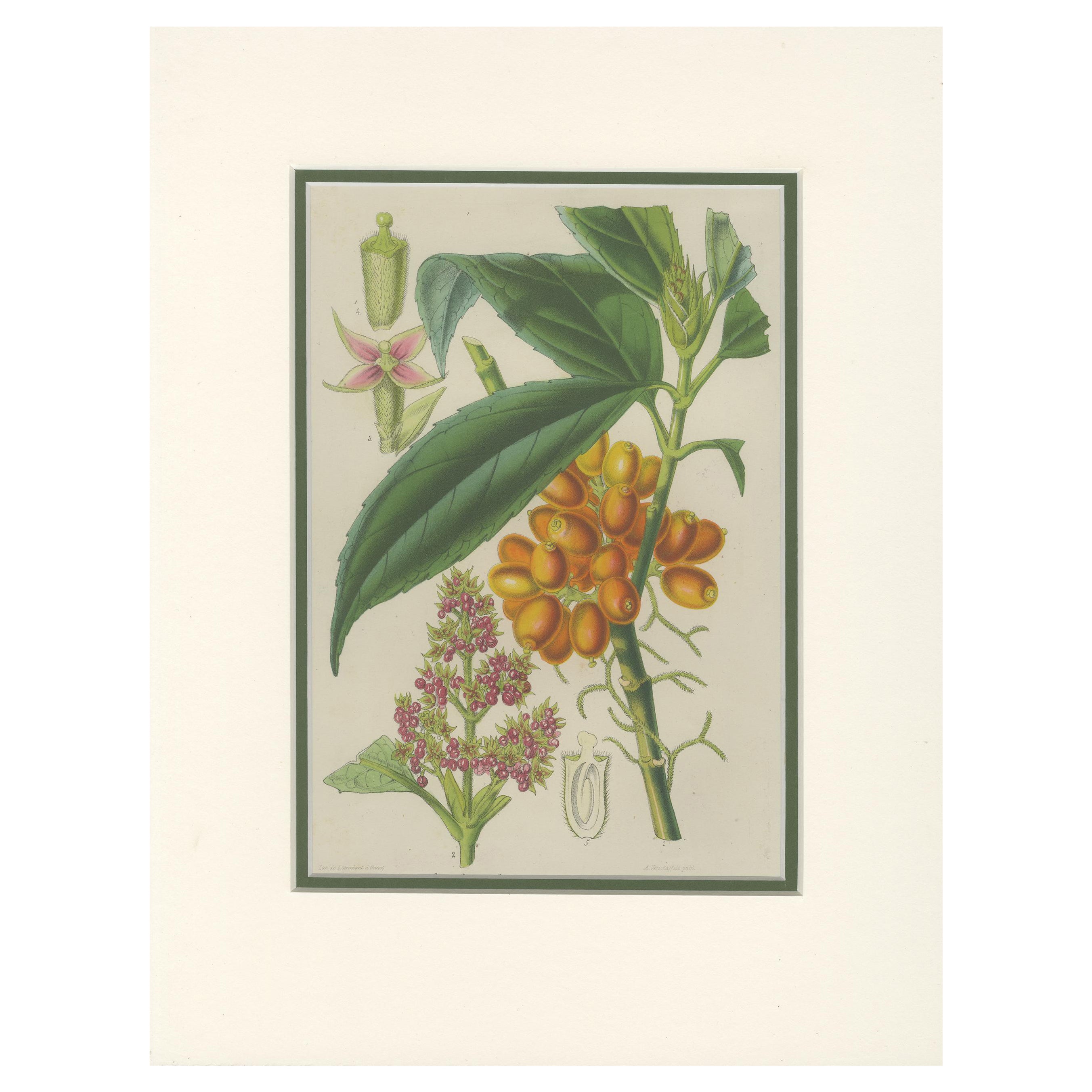 Impression botanique ancienne de l'Aucuba Himalaica par Stroobant, 1859