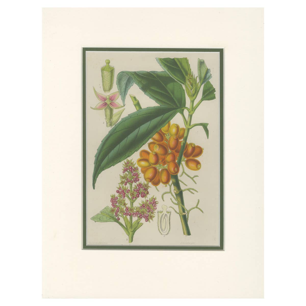 Antique Botany Print of the Aucuba Himalaica by Stroobant, 1859