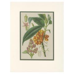 Stampa botanica antica dell'Aucuba Himalaica di Stroobant, 1859