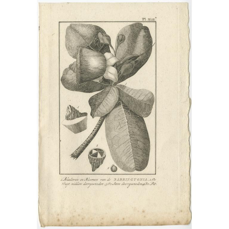 Impression botanique ancienne de la plante de Barringtonia par Cook, 1803