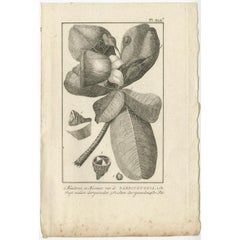 Grabado antiguo de botánica de la planta Barringtonia de Cook, 1803