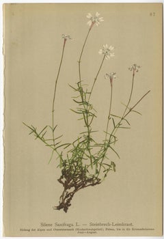 Antique Botany Print of The Bistorta Vivipara by Palla, 1897