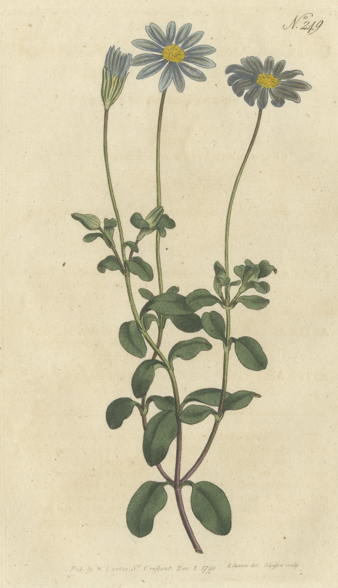 Stampa antica di botanica con la cineraria dai fiori blu o astro del capo. Questa stampa proviene da 