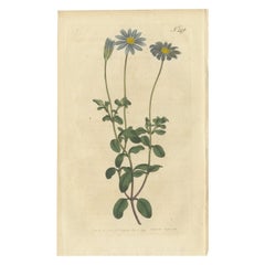 Estampa botánica antigua de la Cineraria de flores azules o áster del Cabo