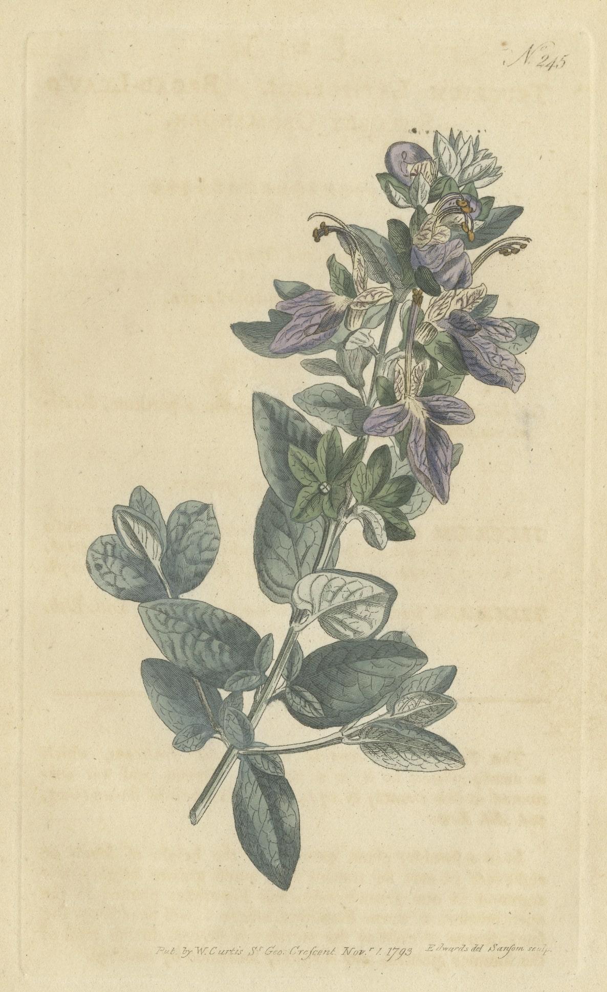 Antique Botany Print of the Broad Leaved Shrubby Germander In Good Condition For Sale In Langweer, NL
