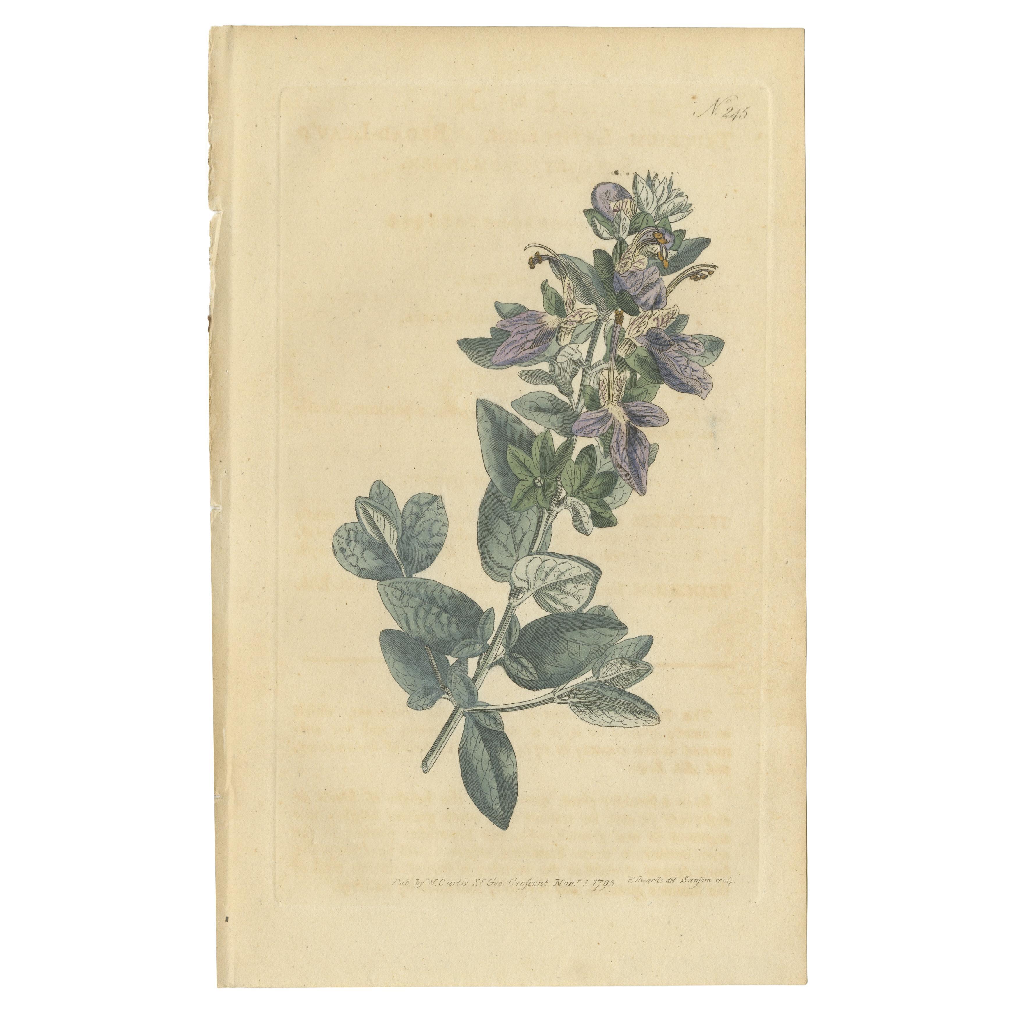 Antique Botany Print of the Broad Leaved Shrubby Germander For Sale