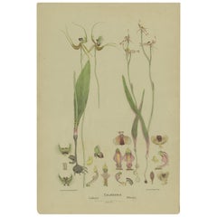 Impression botanique ancienne du papillon orchidée et de l'orchidée araignée à couvercle crabe '1884'