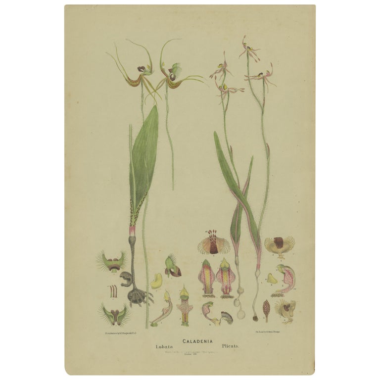 Antique Botany Print of the Butterfly Orchid & Crab-Lipped Spider Orchid '1884' For Sale
