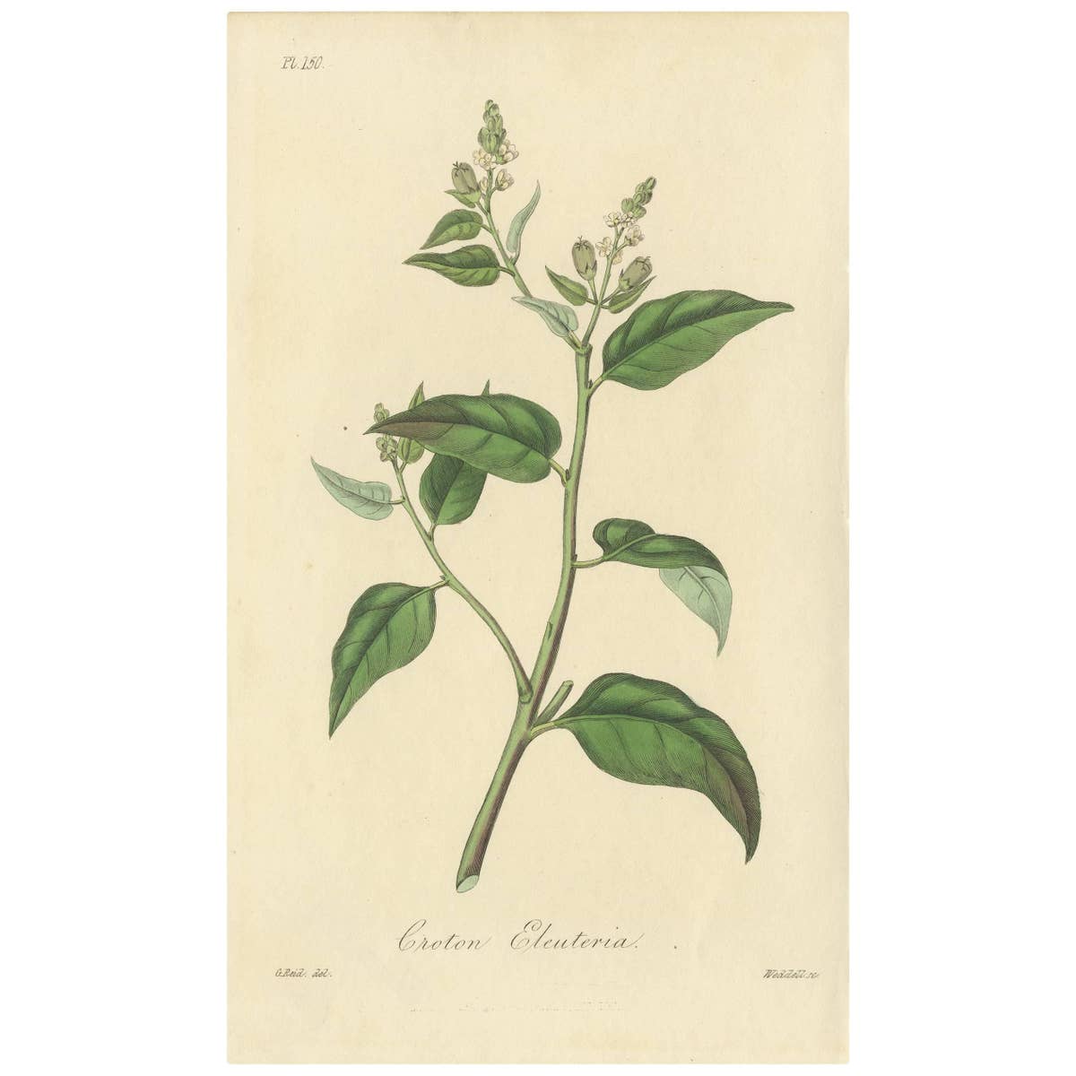 Antique Botanical Print of Cascarilla Tree, Handcolored, 1831