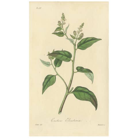 Antique Botanical Print of Cascarilla Tree, Handcolored, 1831