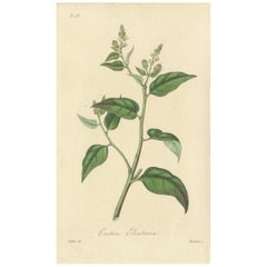 Antique Botany Print of the Cascarilla Tree by G. Reid, 1831