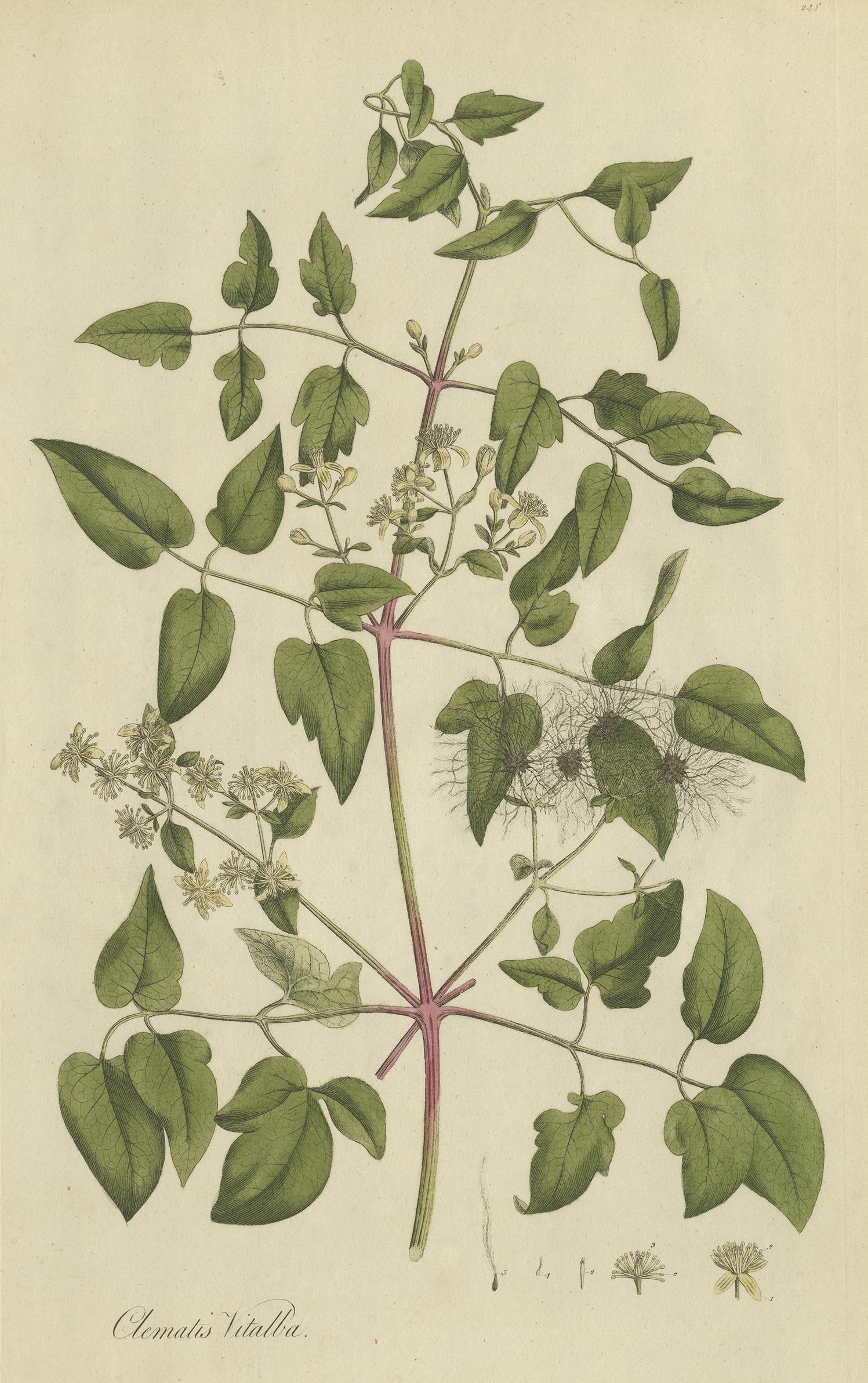 Antique botany print titled 'Clematis Vitalba'. Hand colored engraving of the clematis vitalba, also known as old man's beard and traveller's joy. This print originates from 'Flora Londinensis' by William Curtis.