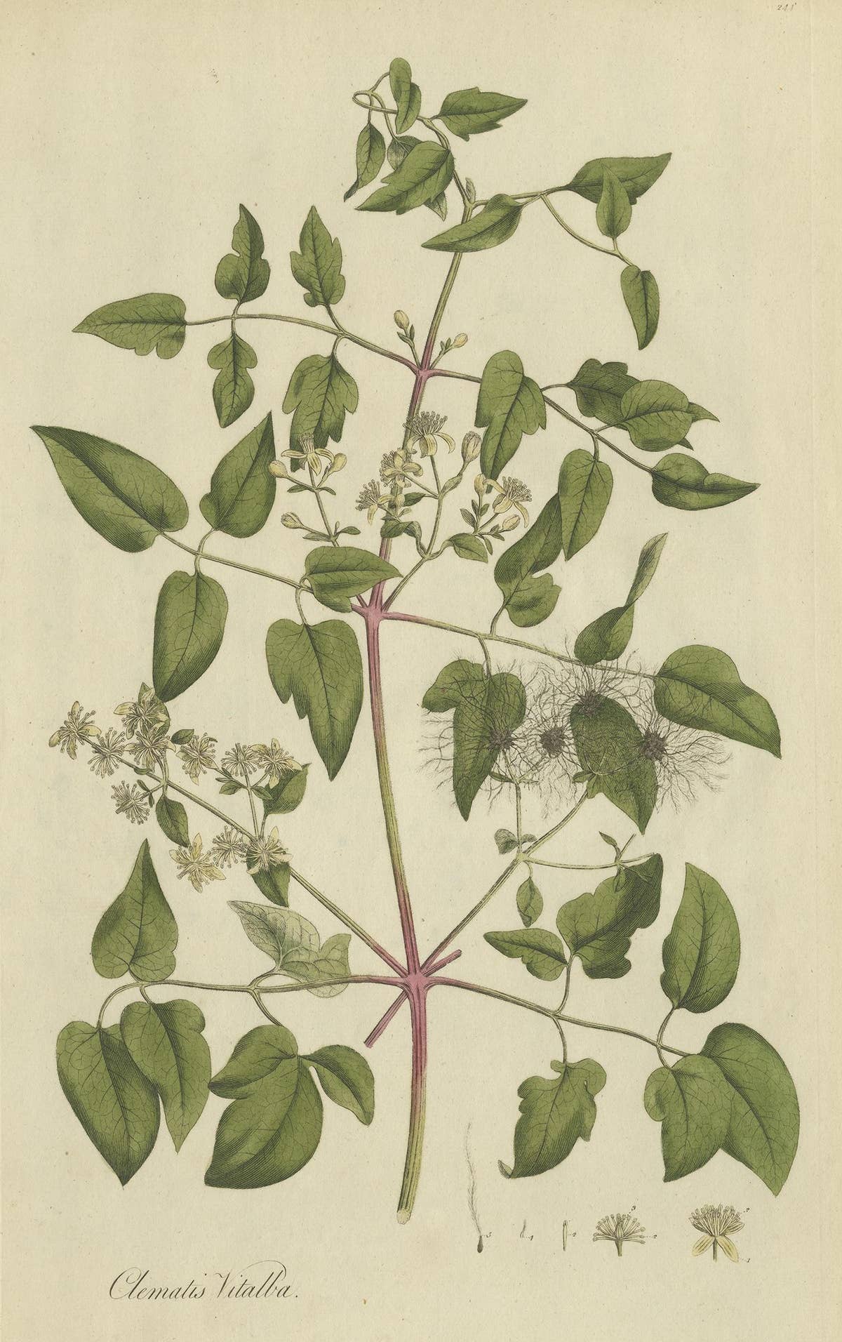 Antique Botany Print of the Clematis Vitalba by Curtis, circa 1777