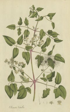 Antique Botany Print of the Clematis Vitalba by Curtis, circa 1777