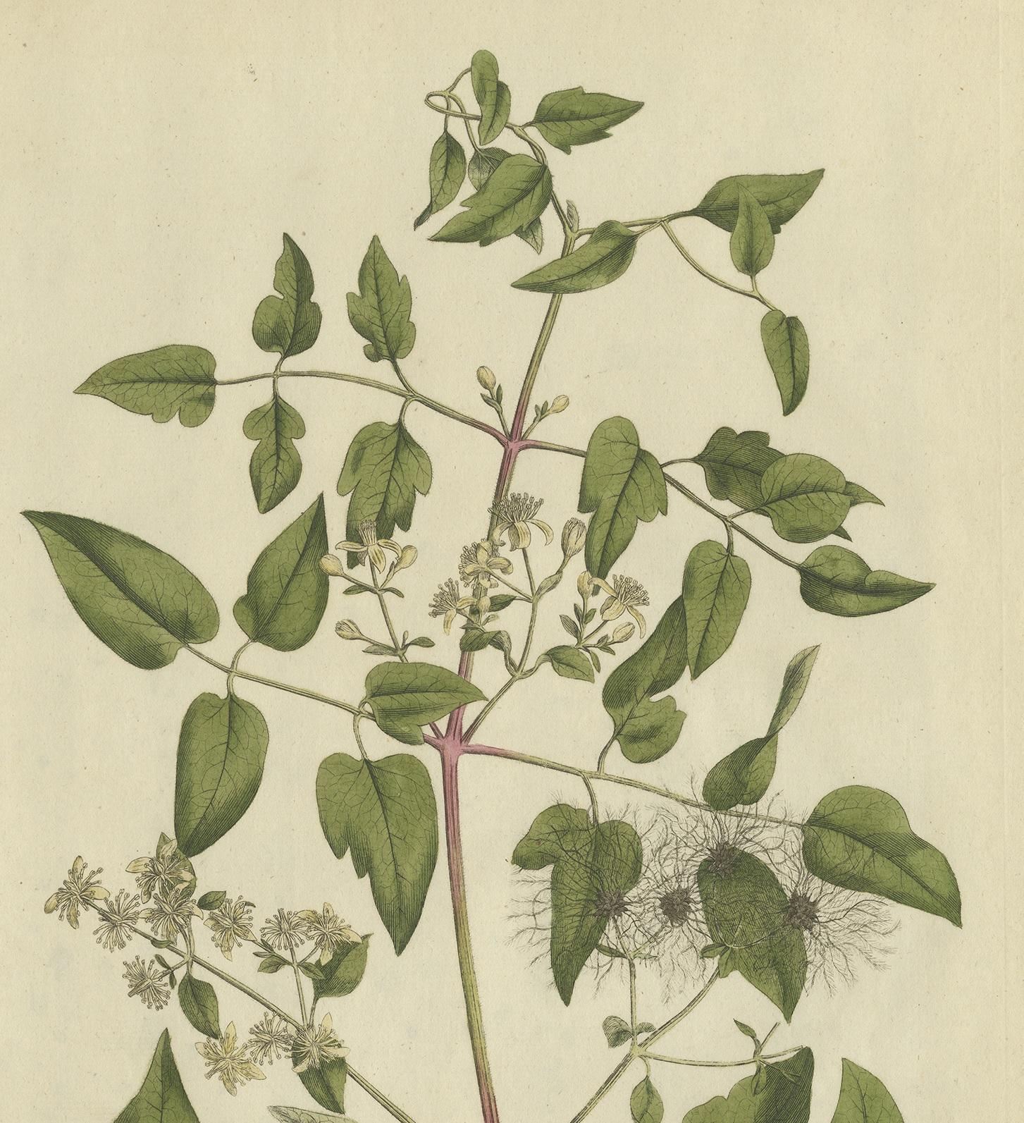 Antique Botany Print of the Clematis Vitalba by Curtis, circa 1777 In Good Condition For Sale In Langweer, NL