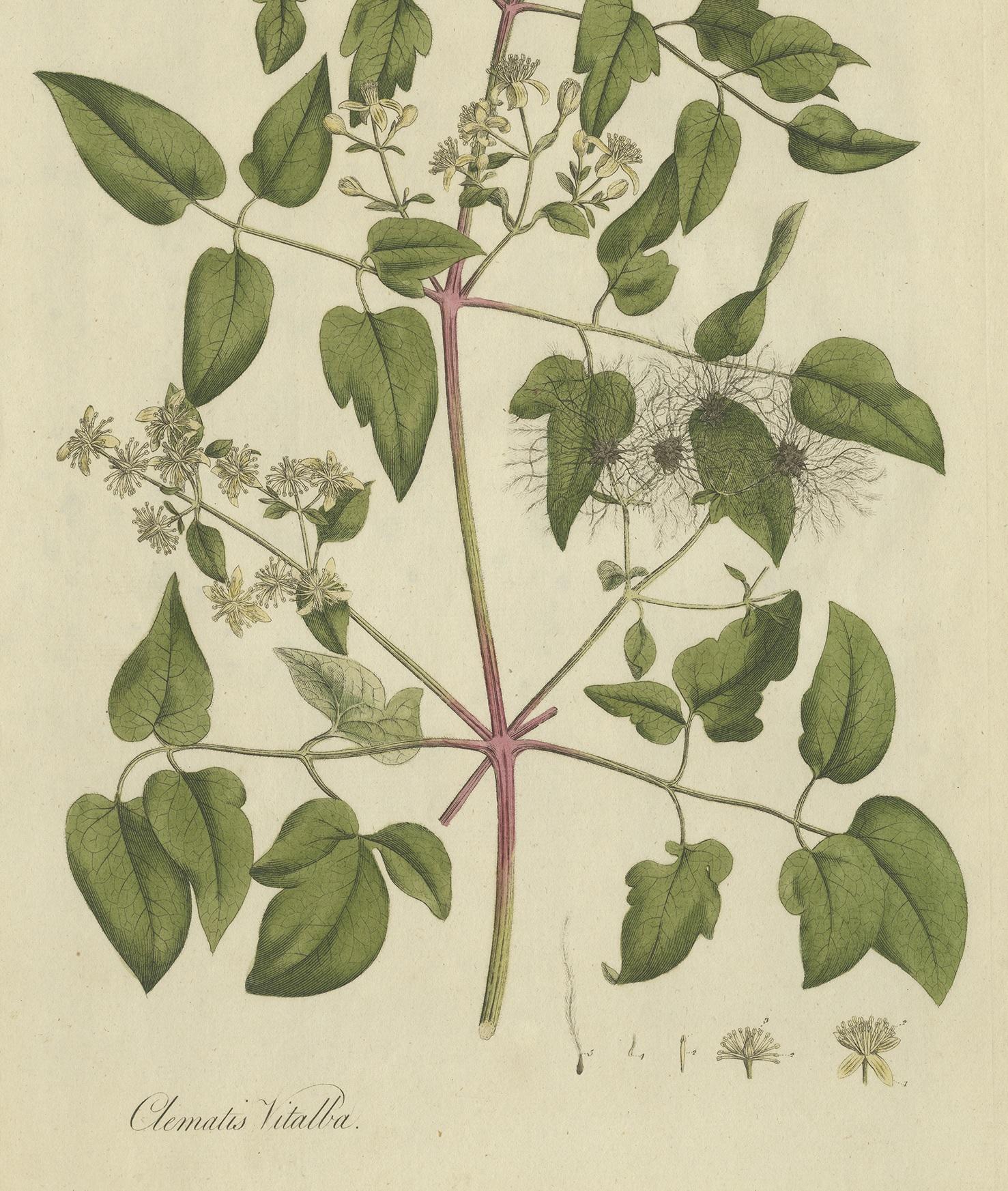 18th Century Antique Botany Print of the Clematis Vitalba by Curtis, circa 1777 For Sale
