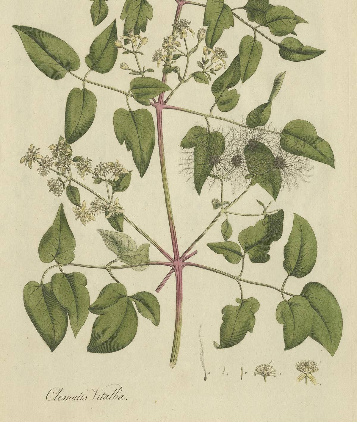 Antique Botany Print of the Clematis Vitalba by Curtis, circa 1777