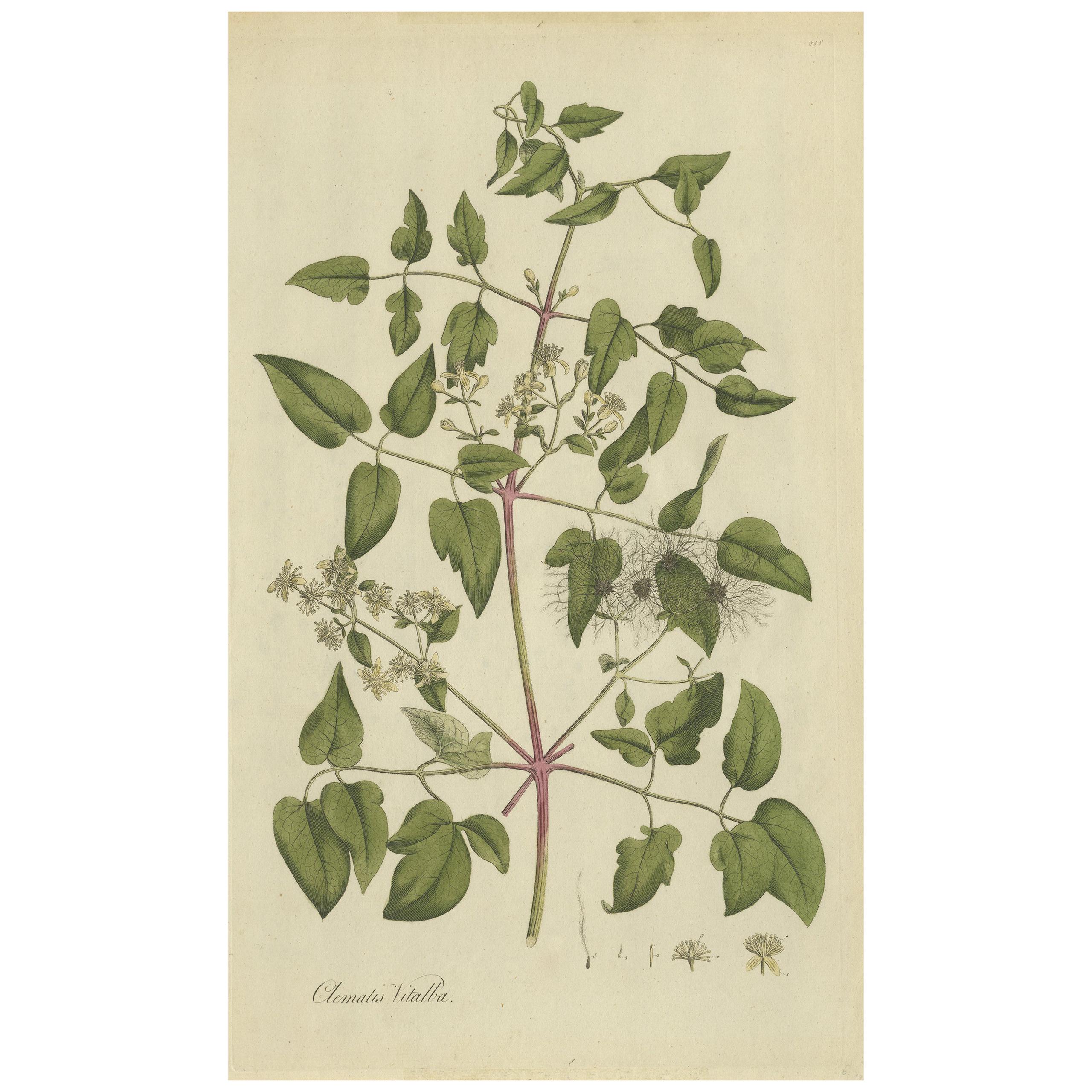 Impression botanique ancienne de Clématis Vitalba par Curtis, datant d'environ 1777