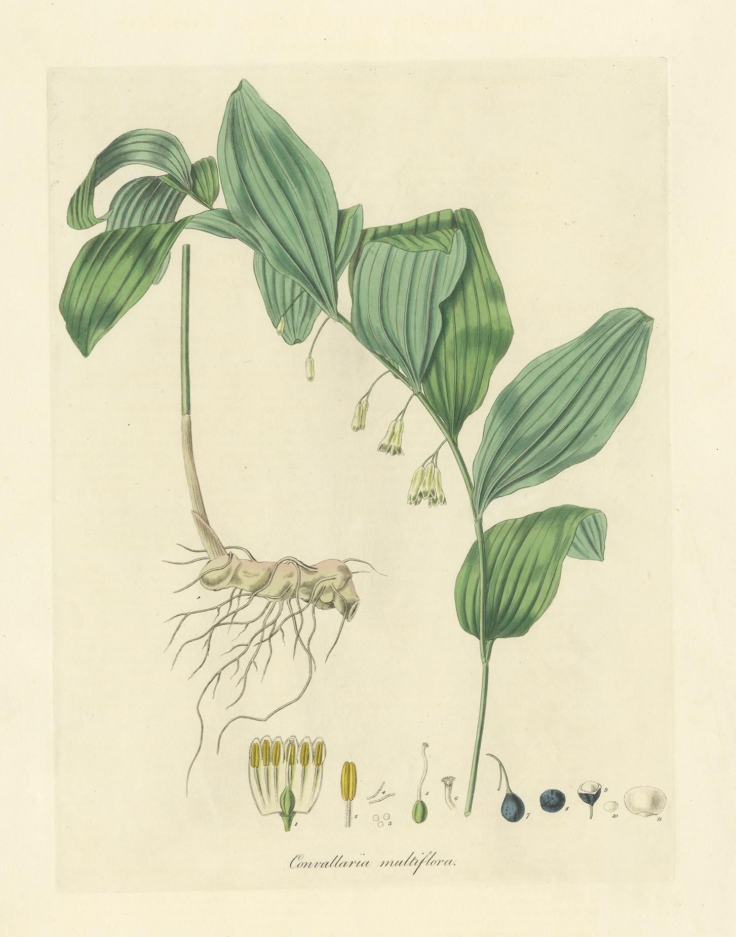 Antiker Botanikdruck mit dem Titel 'Convallaria Multiflora'. Handkolorierte Gravur des gewöhnlichen Salomonssiegels. Dieser Druck stammt aus der 