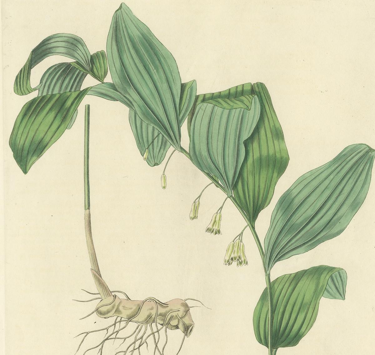 Antique Botany Print of the Common Solomon's-Seal by Curtis, 'circa 1817' In Good Condition For Sale In Langweer, NL