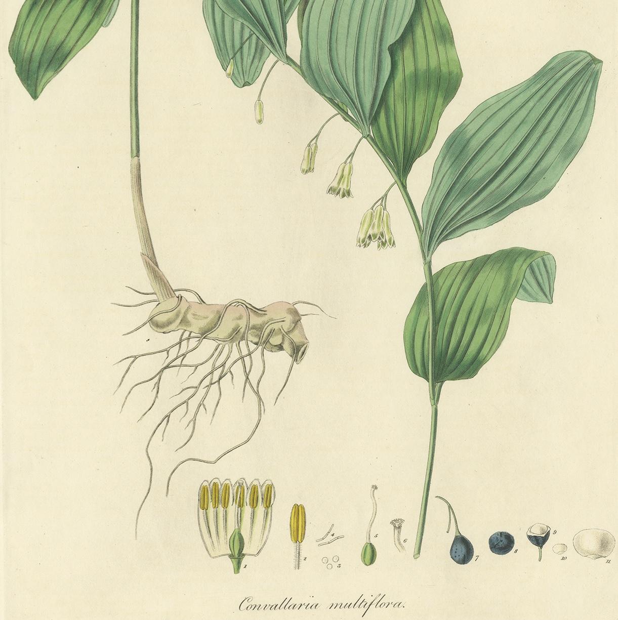 19th Century Antique Botany Print of the Common Solomon's-Seal by Curtis, 'circa 1817' For Sale