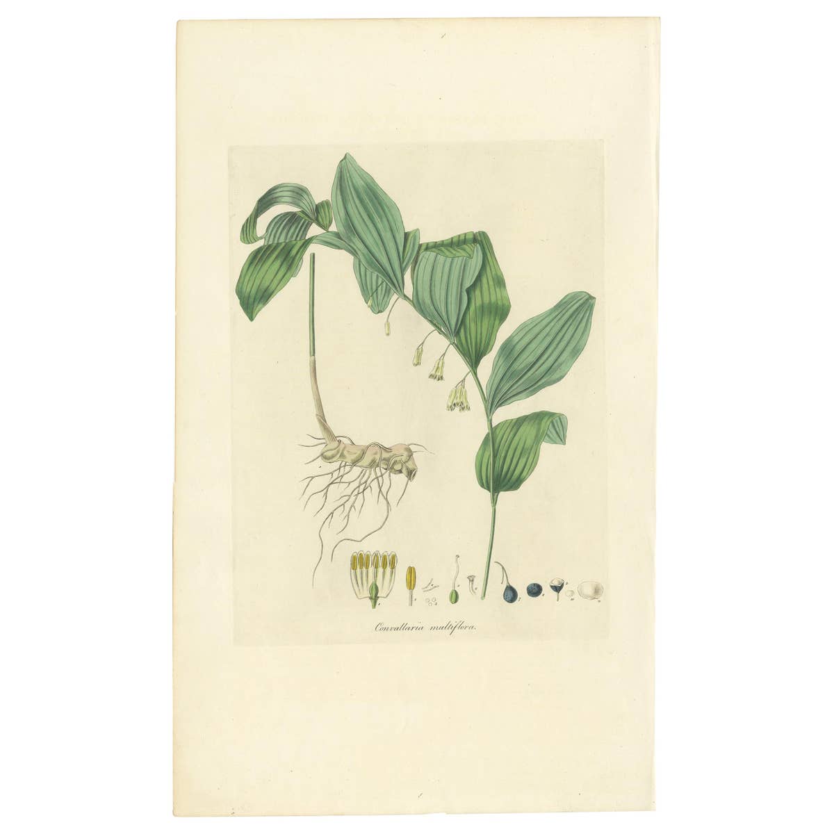 Antique Botany Print of the Common Solomon's-Seal by Curtis, 'circa 1817'