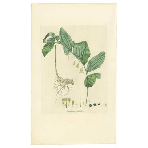 Antique Botany Print of the Common Solomon's-Seal by Curtis, 'circa 1817'