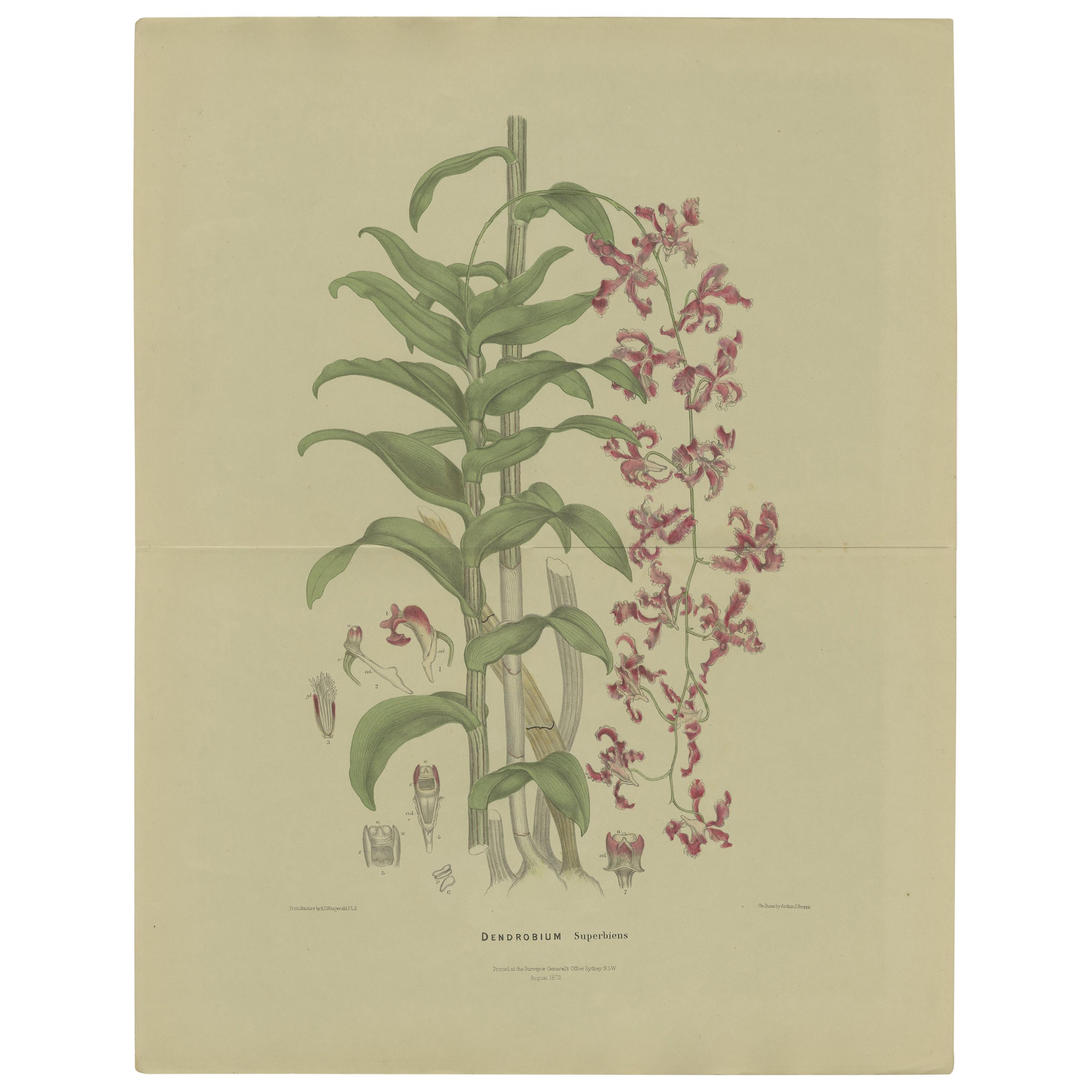 Impression botanique ancienne du Dendrobium Superbiens Orchid, publiée vers 1890