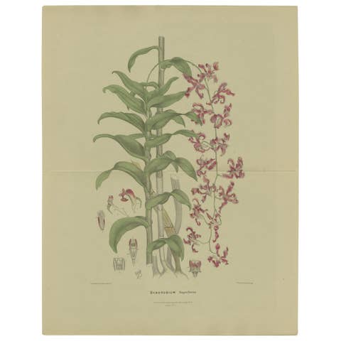 Antique Botany Print of the Dendrobium Superbiens Orchid, published in ca.1890