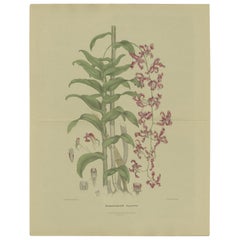 Antiker antiker Botanikdruck des Dendrobium Superbiens Orchidee, veröffentlicht ca. 1890