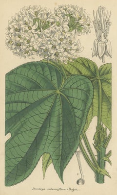 Antique Botany Print of the Dombeya Flowering Plant by Lemaire, 'circa 1851'