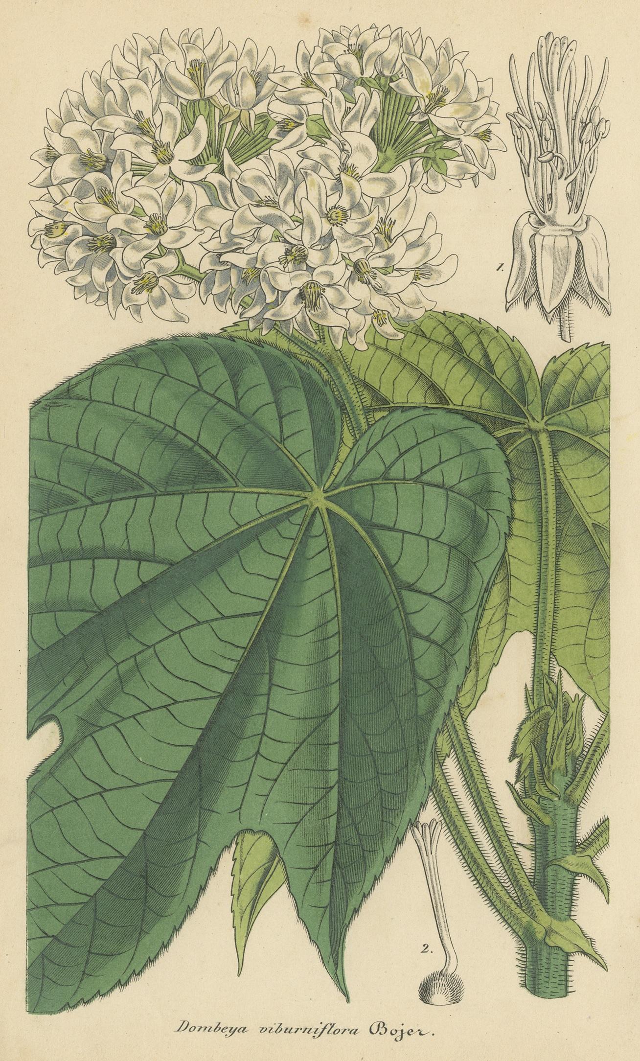 XIX secolo Stampa antica di botanica della pianta fiorita Dombeya di Lemaire, 