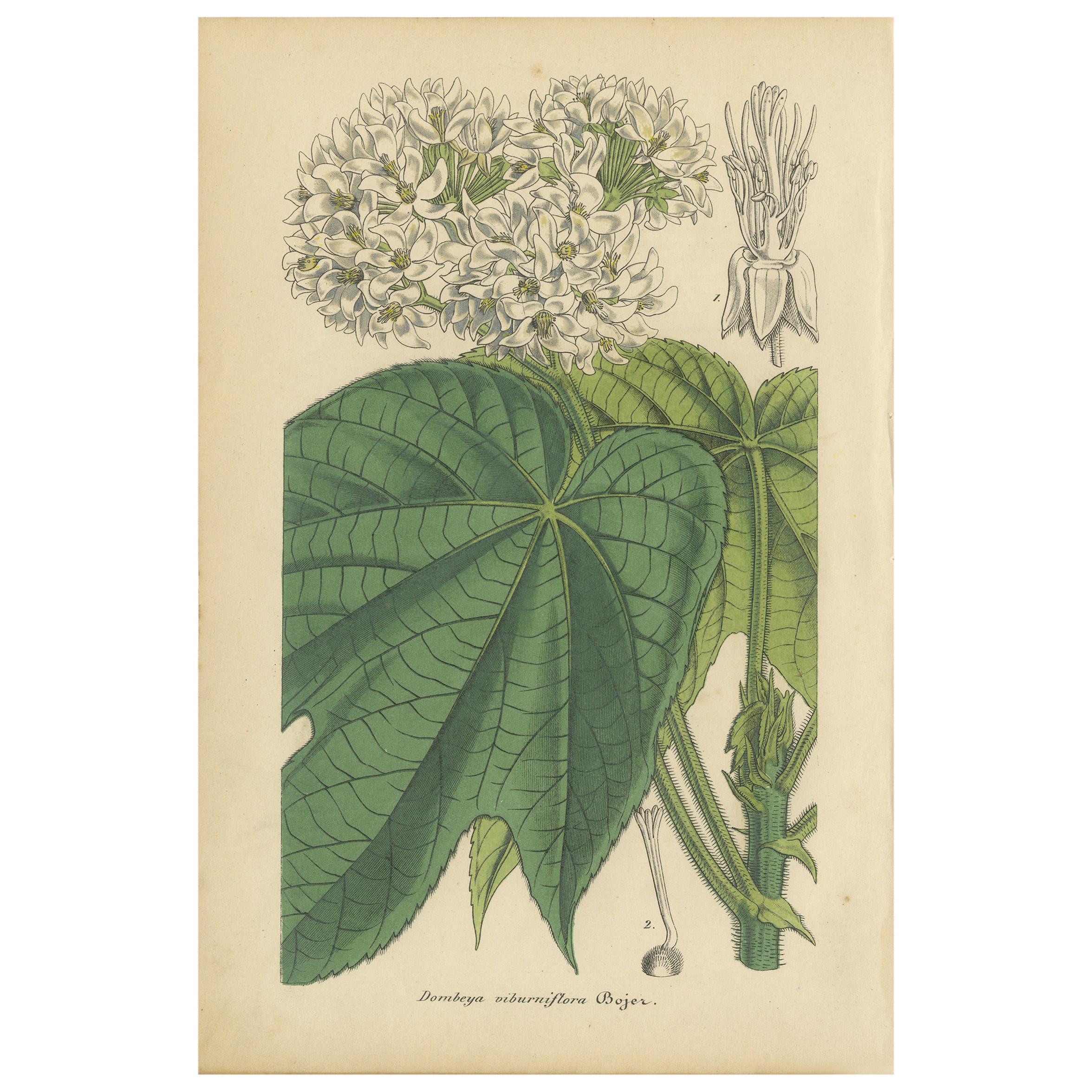 Antique Botany Print of the Dombeya Flowering Plant by Lemaire, 'circa 1851' For Sale