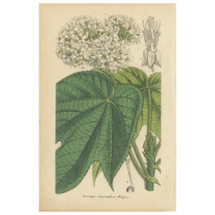 Impression botanique ancienne de la plante à fleurs Dombeya par Lemaire:: "circa 1851"