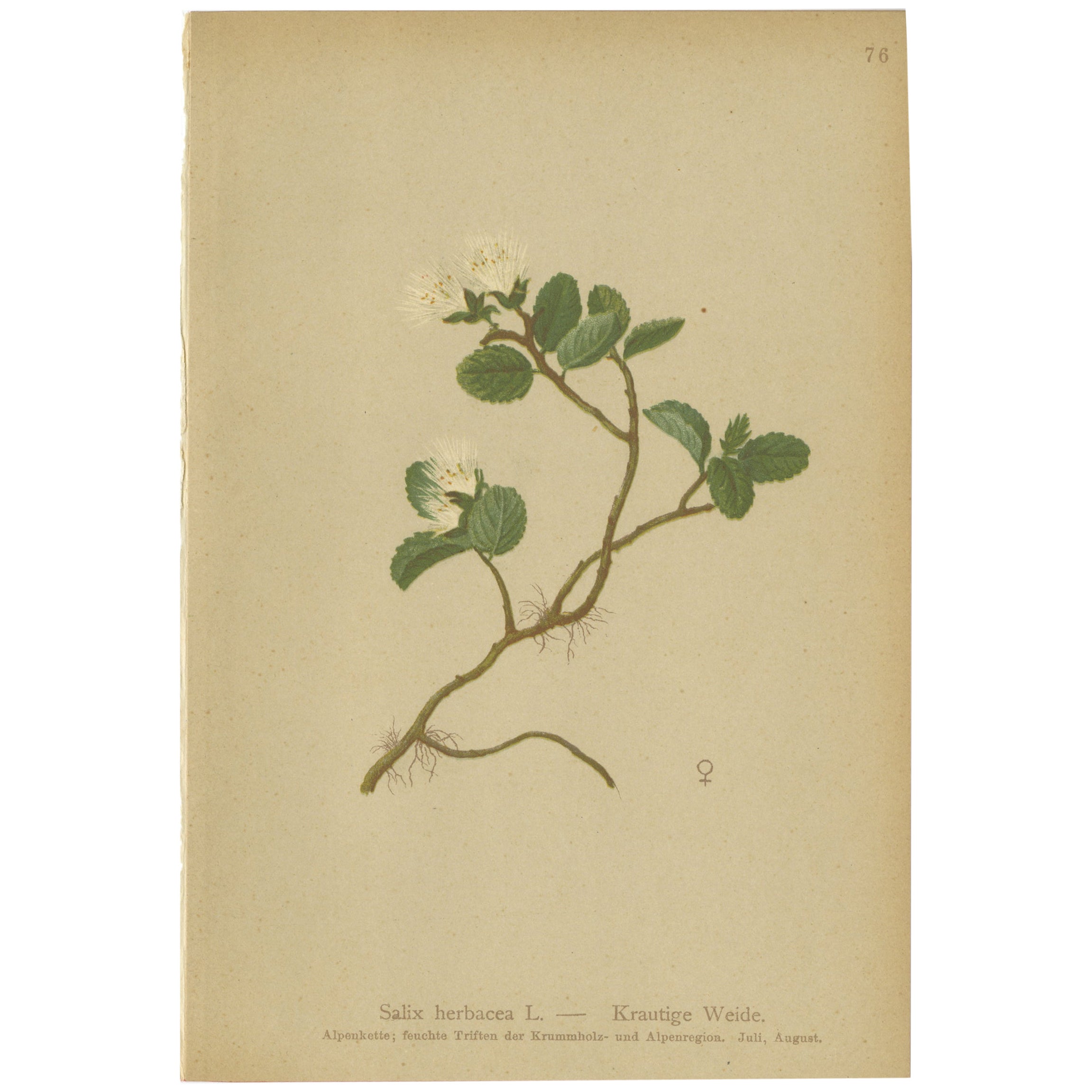 Impression botanique ancienne du saule d'après-guerre par Palla, 1897
