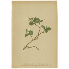 Impression botanique ancienne du saule d'après-guerre par Palla, 1897